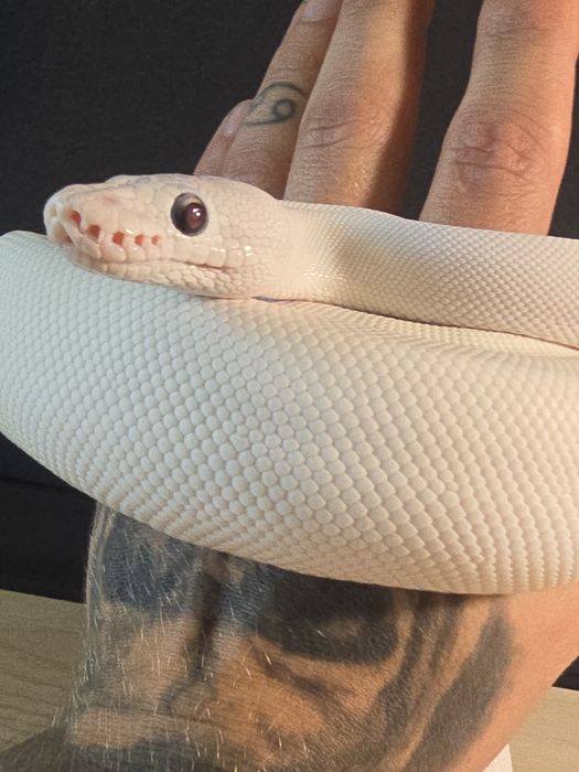 Waż nie zbożowy samica