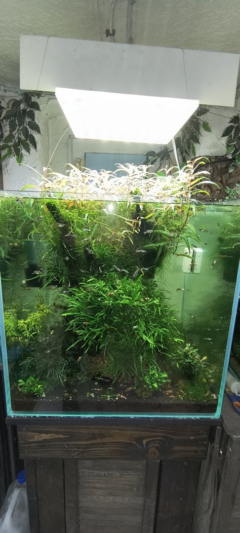Rośliny do terrarium, akwarium, lasu w słoiku