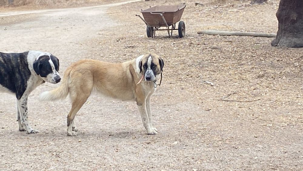 Cachorros para adoção