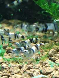 Krewetki caridina trifasciata