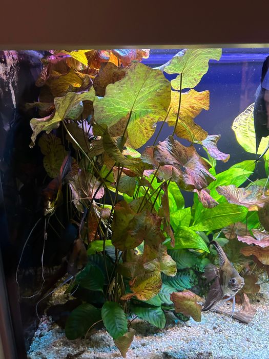 Lotos tygrysi czerwony, żabienica