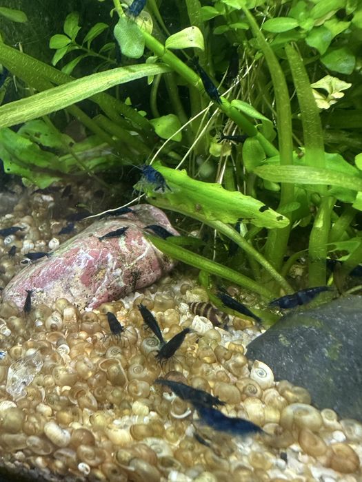 Креветка синя неокардіна