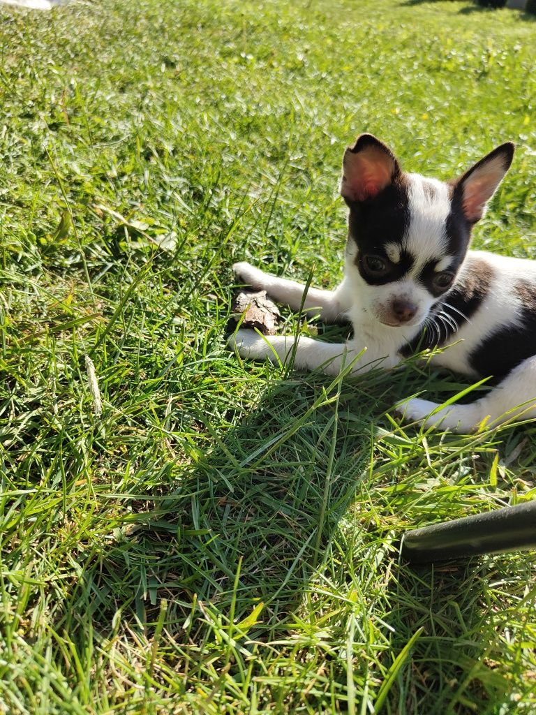 Chihuahua krótkowłosy mini pieski
