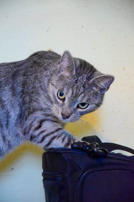 Przytulas cudowny dwu latek