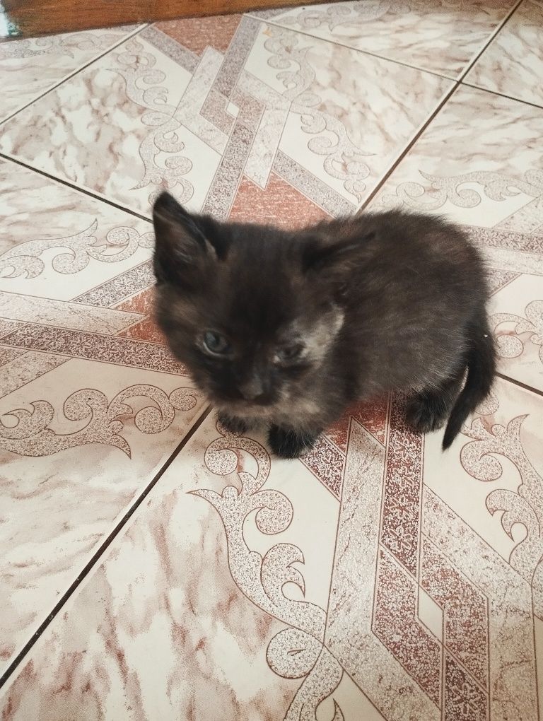 koty do adopcji pilne