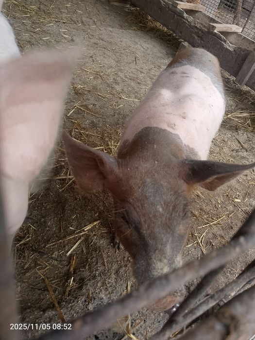 Продам  поросят.