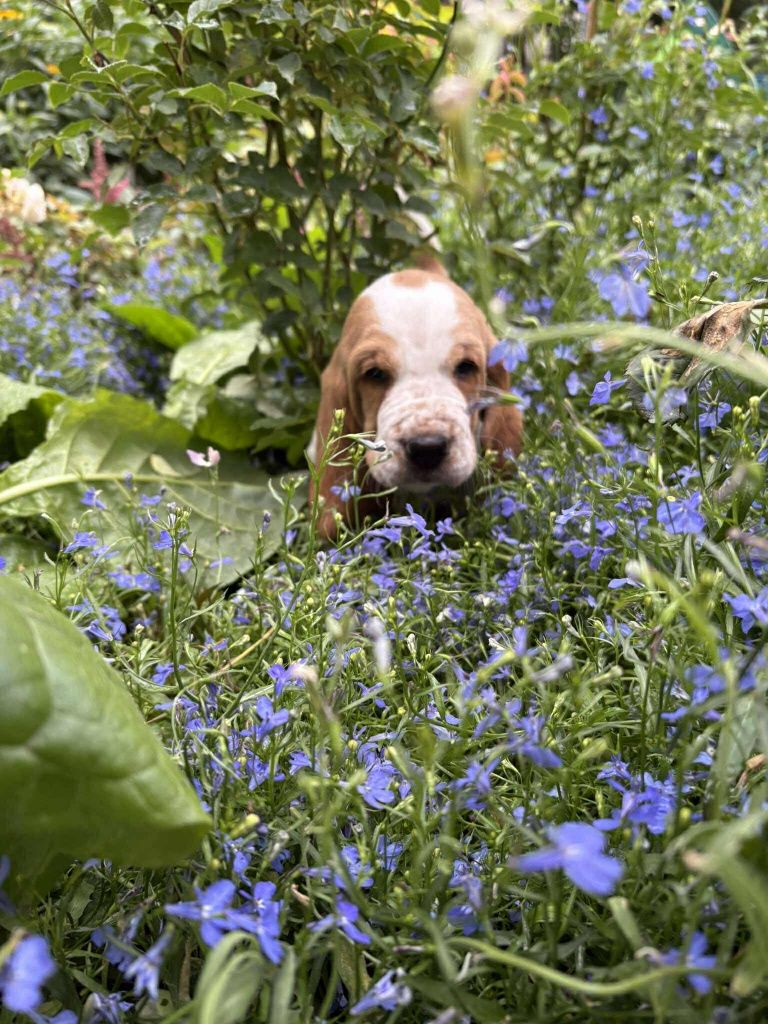 Piesek Basset Hound FCI o imieniu Argon bicolor - zarezerwowany.