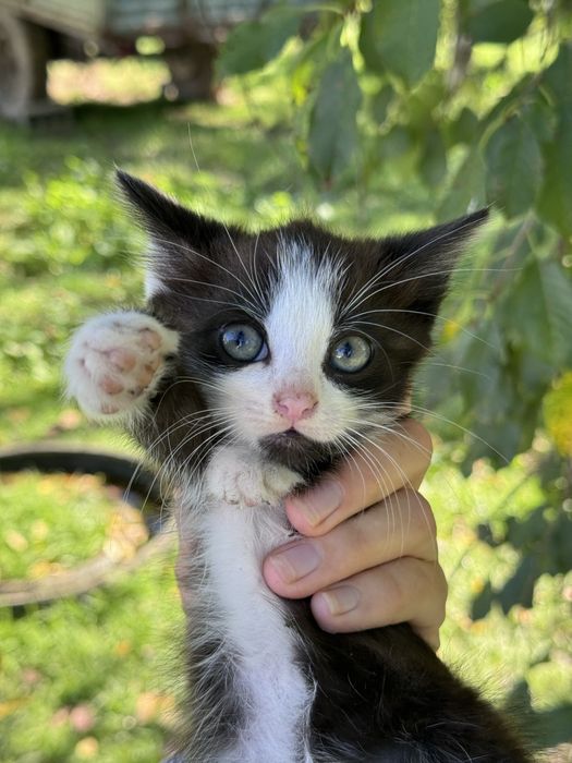 Кошеня в добрі руки