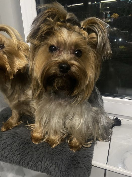 Міні хлопчик від красивих батьків на Різдво 2 міс