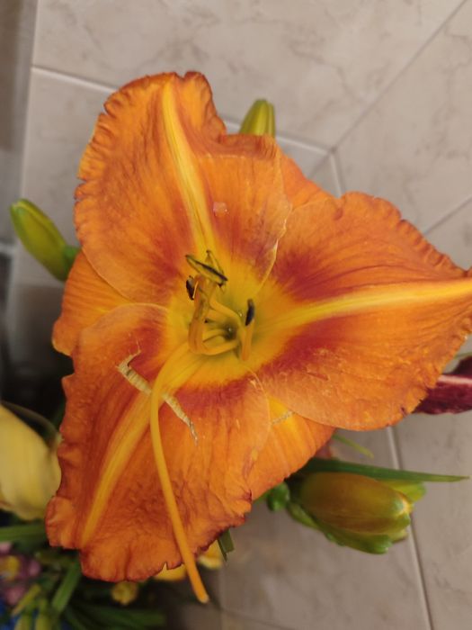 Деревій, морозник, астранція, платикодон, гравілат, лілійники, гіпсофі