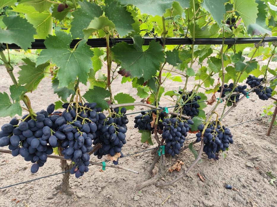 Sprzedam sadzonki winorośli deserowej