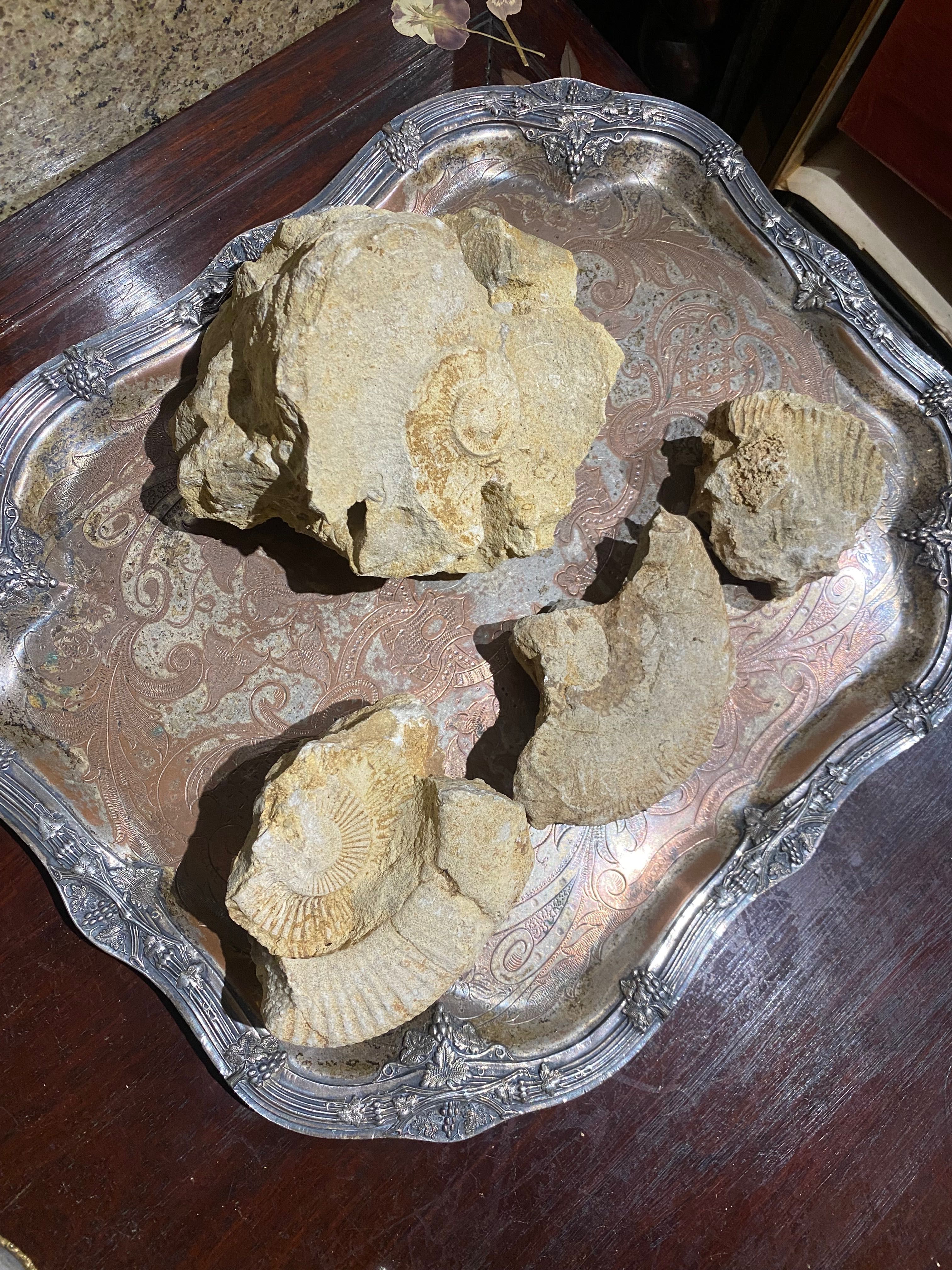 Fósseis Ribeira Romana 14 cm Artefactos arqueológicos