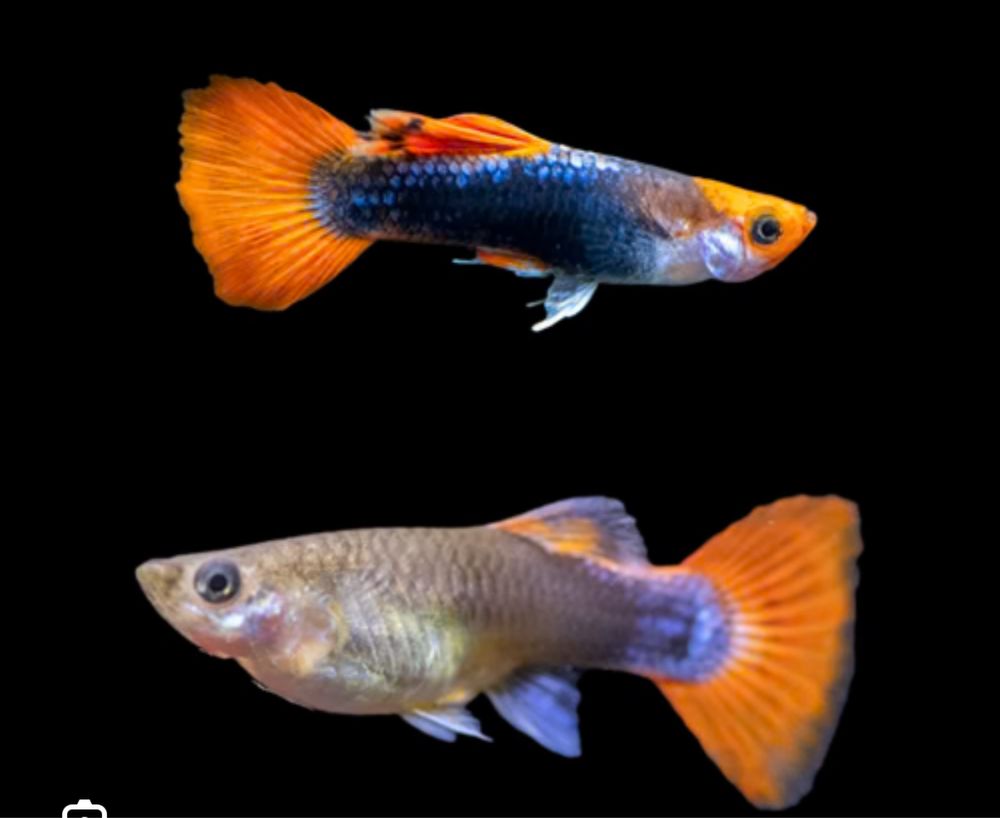 Guppies red nose koi tuxedo