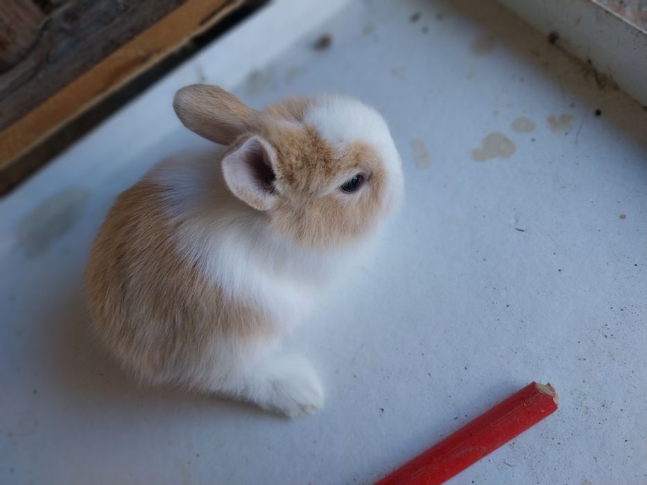 Coelhos anões cabeca de leão  /minilop/nederland dwarf