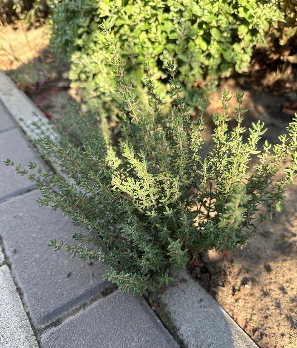 Продам набір ароматних трав :мʼяту і мелісу, 2 тімʼян а та лаванду