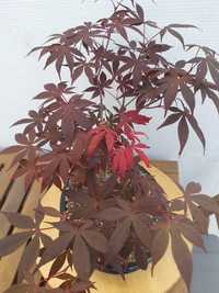 Bonsai Acer Shojo Nomura 16Anos