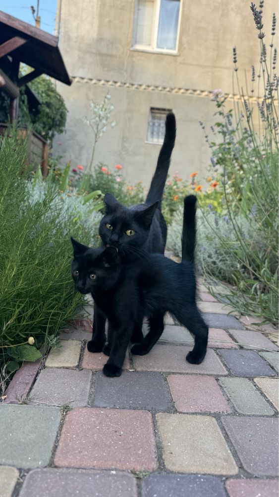 Котята черные ,игривые