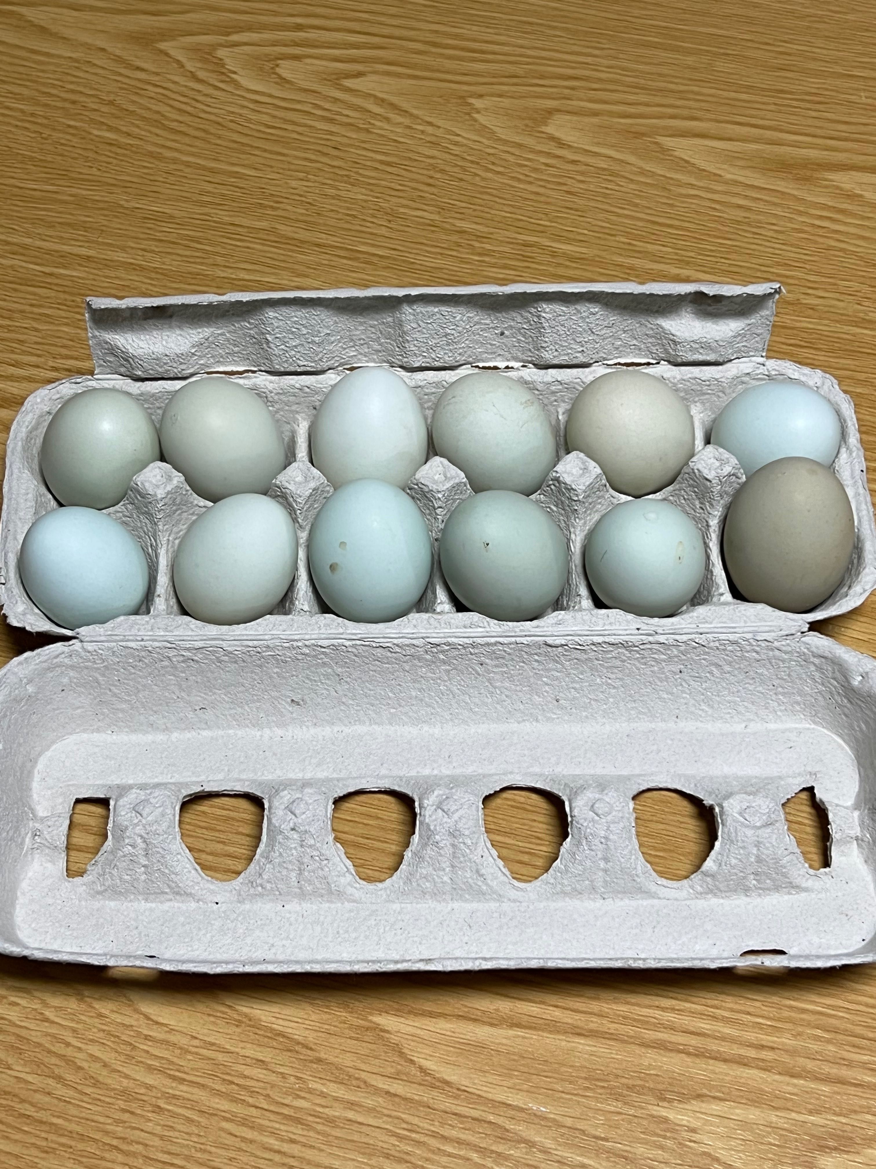 Ovos galados  Raça CREAM LEGBAR