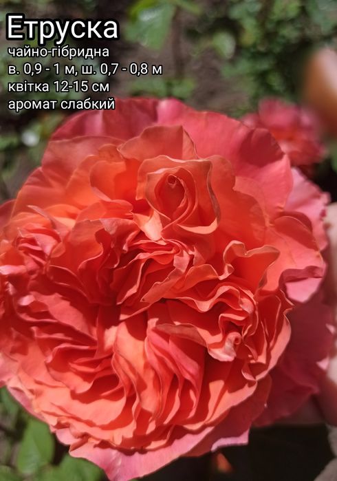 Саджанці троянд Саженцы роз