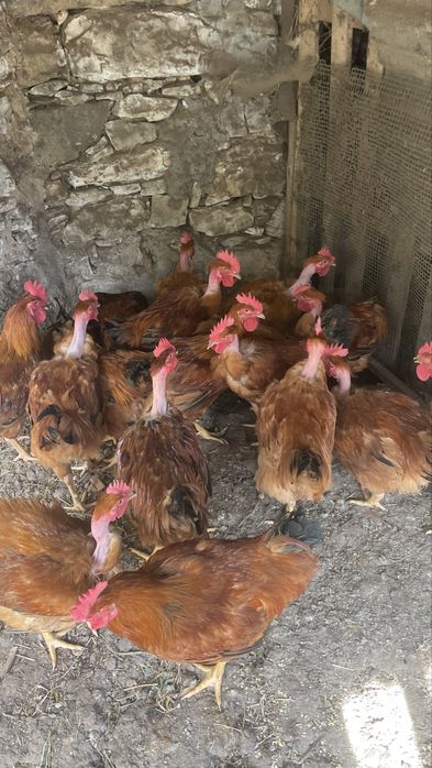 Galos do campo caseiros