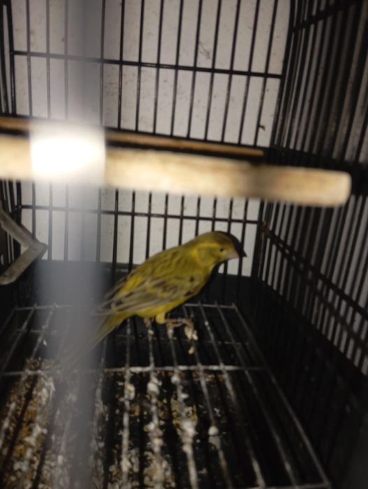 Cedo canários Ágata amarelo