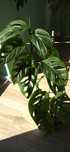 Monstera Monkey Mask