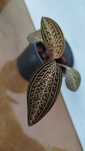 Jewel orchid Ludisia Tanlaniana Дорогоцінна орхидея Лудізія