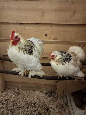 Sprzedam Kury Kochin