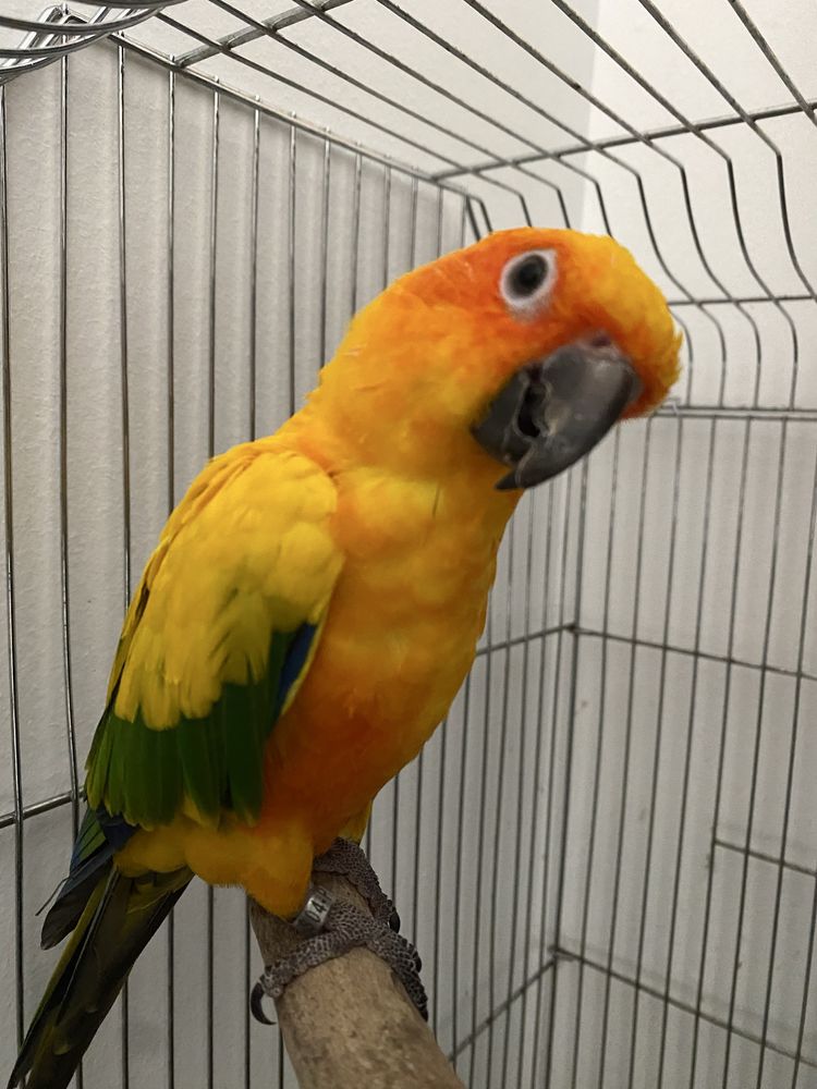 Aratinga (2anos)