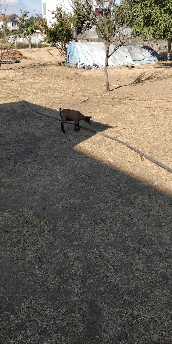 Cabras Anãs muito dóceis