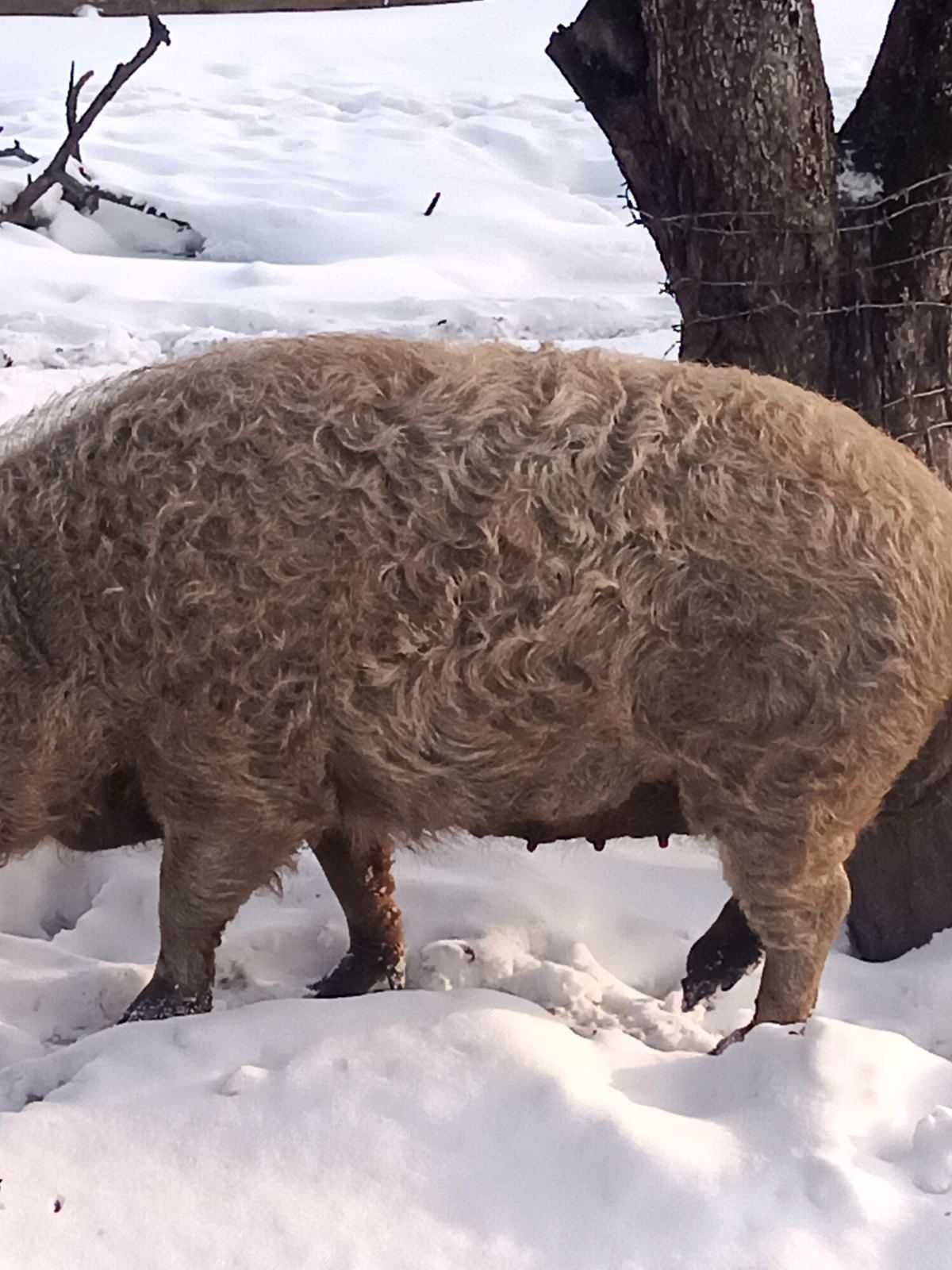 Продам Домашню Свиню.