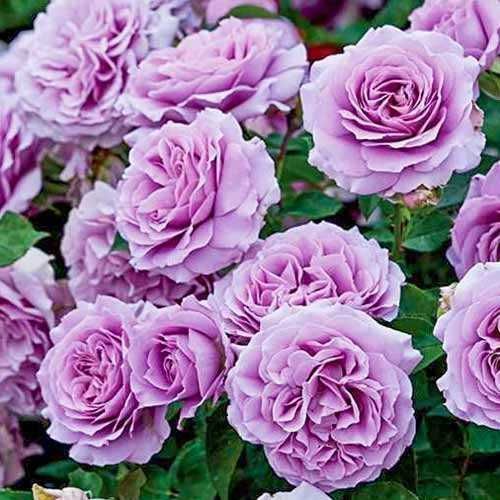 Саженцы роз флорибунда. Новинка!