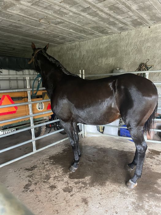 Egua montada super docil