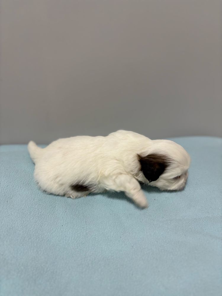Szczeniak Shih Tzu- OREO do rezerwacji (biały)