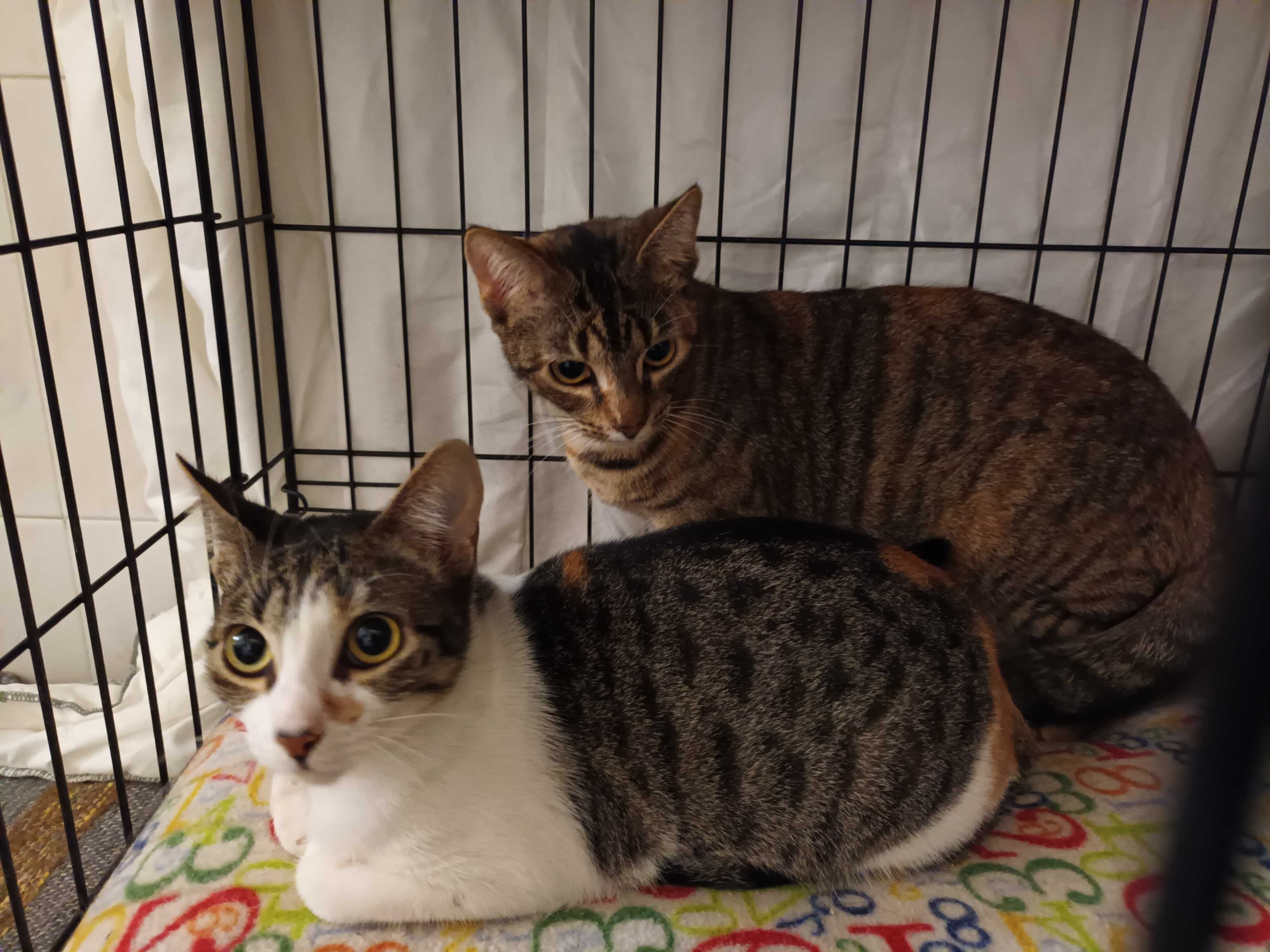 Gatinhas com 8 meses