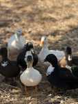 Patos raça Petit Mignon