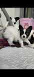 Papillon Miniaturowy Spaniel Kontynentalny ZKwP
