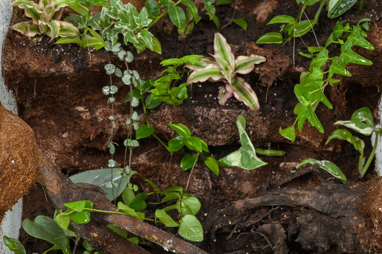 Terrarium tropikalne gekon orzesiony