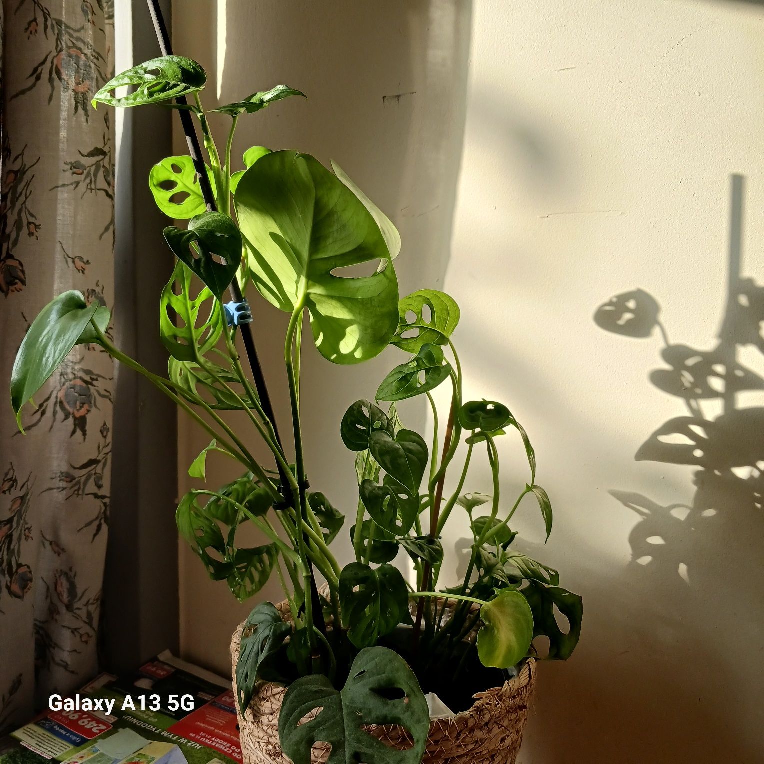 Monstera monkey mask