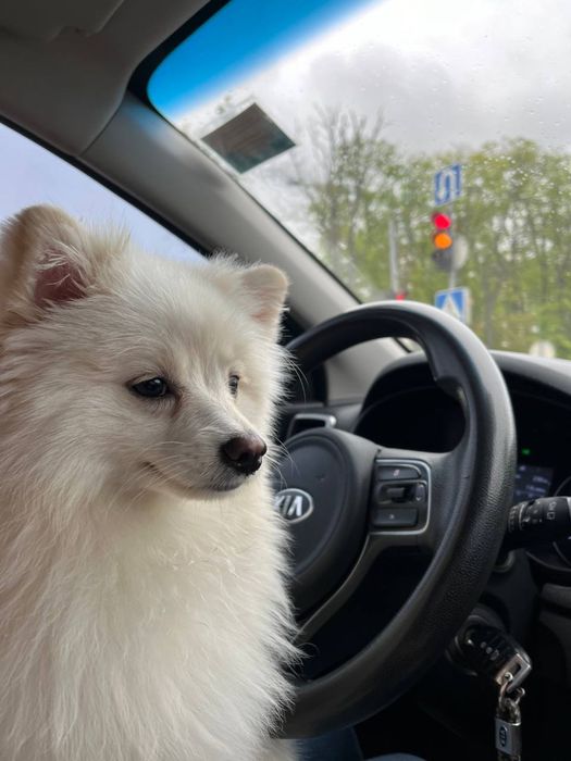 Дам  помаранського шпіца на злучку