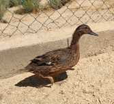 Pato real fêmea.