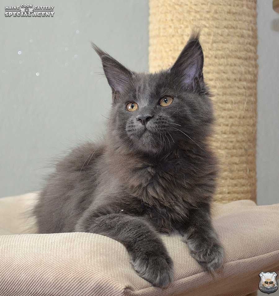 Niebieski kocurek Maine Coon FPL / FIFe; przebadani rodzice