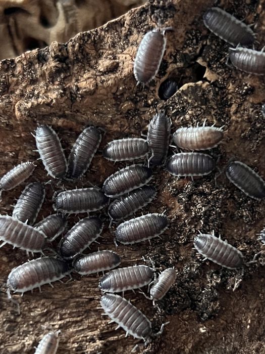 Porcellio hoffmannseggi isopody równonogi