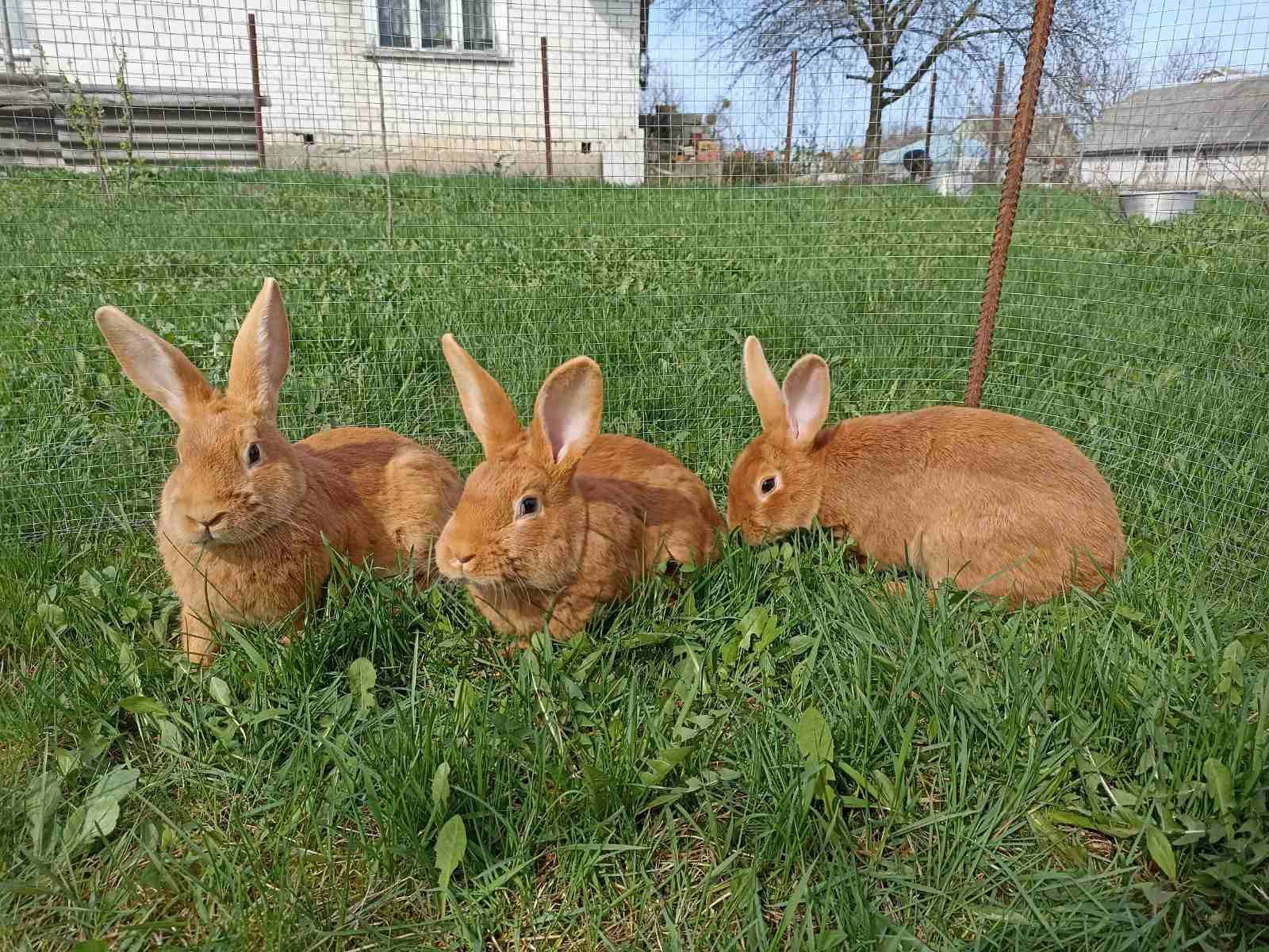 Кролик, кролики, кролі, бургундія