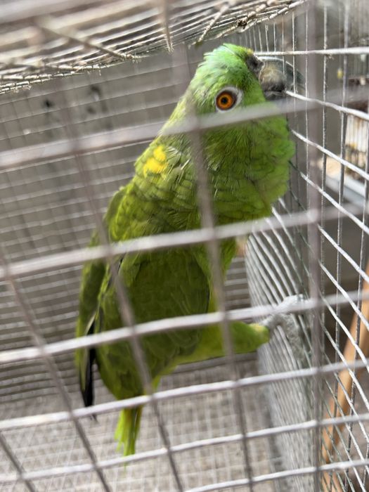 Amazona Auropaliata