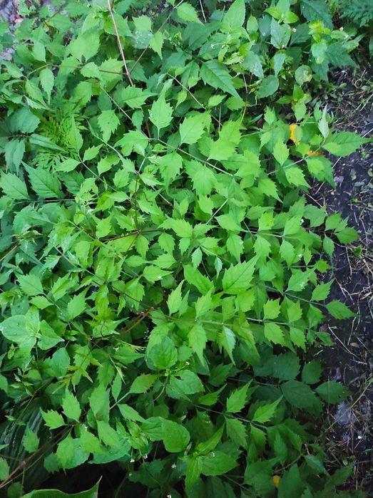 Кампсис ліана трубкоцвіт