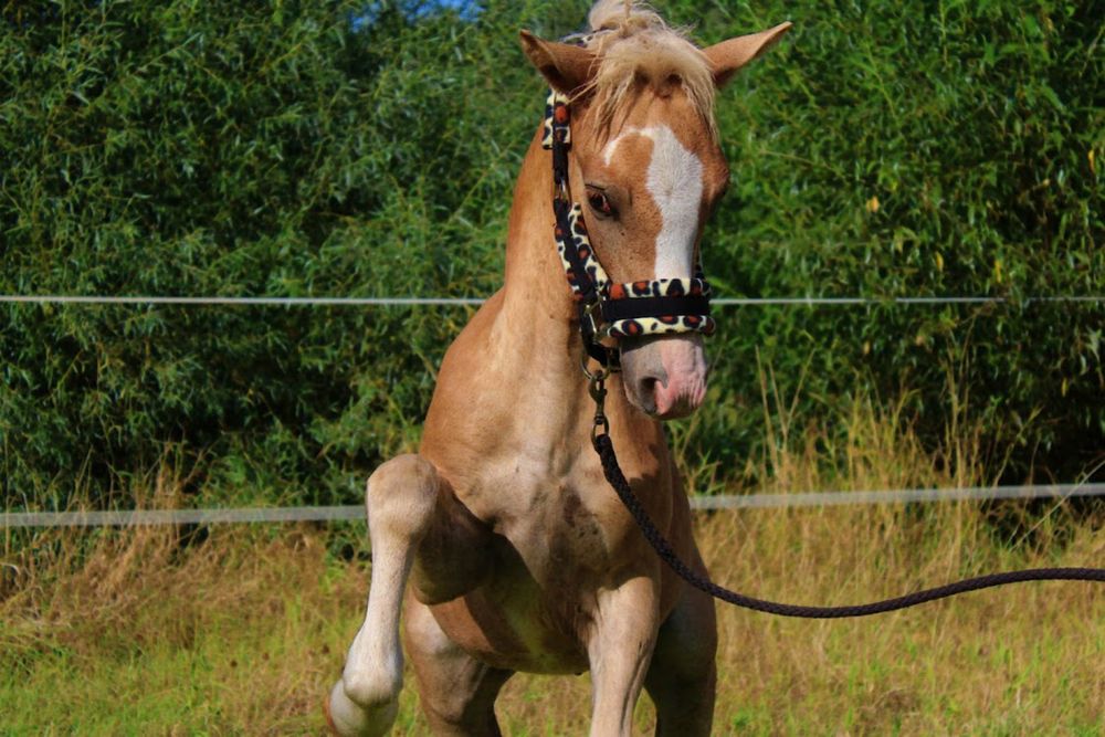 Ogierek Haflinger