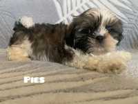 Shih Tzu- piesek