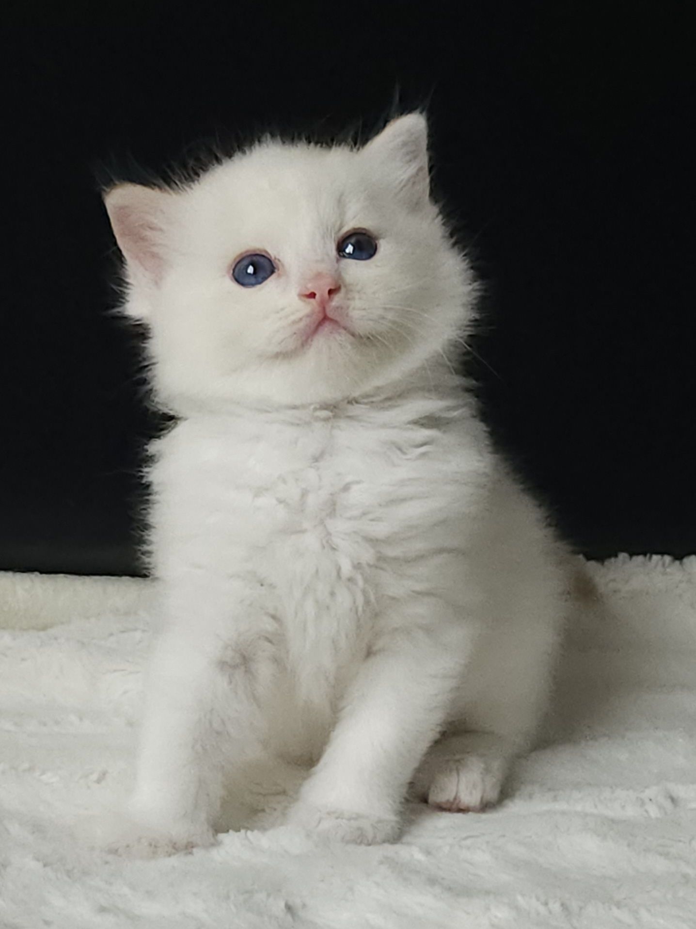 Śliczny kocurek rasy Ragdoll
