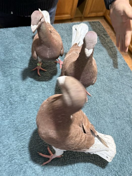 Gołębie niemieckie ozdobne